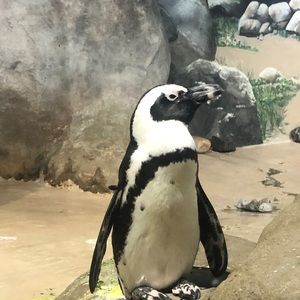 Meet your Posher, Vincent